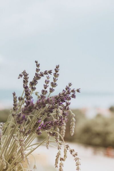 una planta de lavanda, imagen decorativa